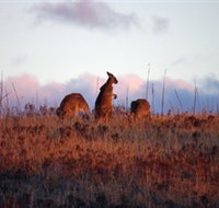 Dingo Tours - C Tourism