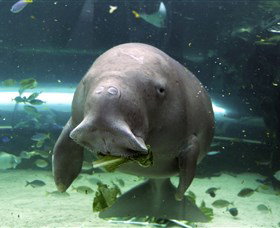 SEA LIFE Sydney Aquarium - C Tourism 1