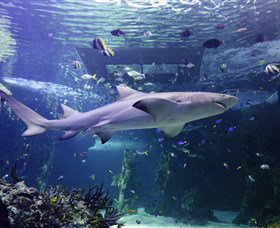 SEA LIFE Sydney Aquarium - C Tourism 0