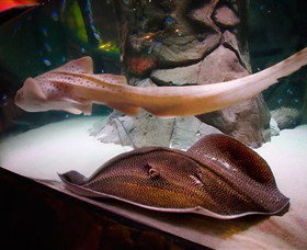 SEA LIFE Sydney Aquarium - C Tourism 4