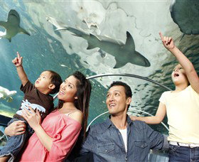 SEA LIFE Sydney Aquarium - C Tourism 7