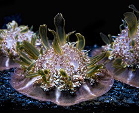 SEA LIFE Sydney Aquarium - C Tourism 8
