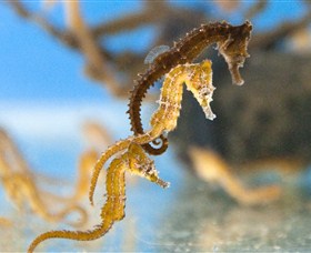 SEA LIFE Sydney Aquarium - C Tourism 6