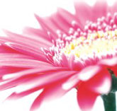 Burwood Plaza - C Tourism