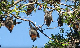 Blackbutt Reserve - C Tourism 1