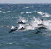 Tamboi Queen Cruises - C Tourism