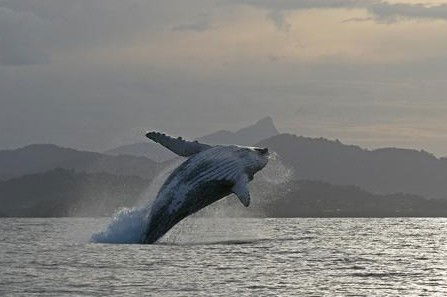 Byron Bay Whale Watching - C Tourism 1