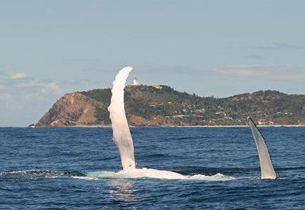 Byron Bay Whale Watching - C Tourism 3
