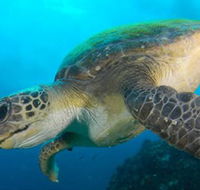 Byron Bay Dive Centre - C Tourism