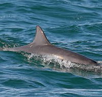Byron Bay Dolphin Wildlife Tours - C Tourism