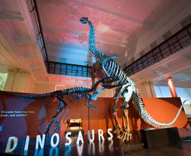 Australian Museum - C Tourism 0