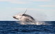 Manly Ocean Adventures - thumb 4