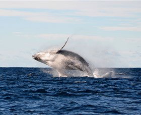 Manly Ocean Adventures - C Tourism 4