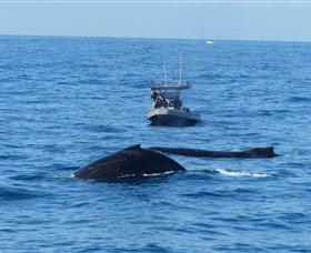 Manly Ocean Adventures - C Tourism 3