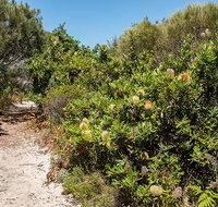 Henry Head walking track - C Tourism