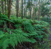 Dalrymple-Hay Nature Reserve - C Tourism