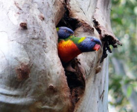 West Pennant Hills NSW C Tourism
