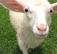 Golden Ridge Animal Farm - C Tourism