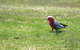 Royal National Park - thumb 3