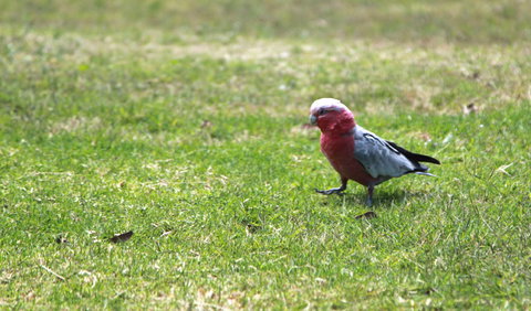 Royal National Park - C Tourism 3