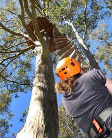 TreeTop Adventure Park Sydney - C Tourism 3