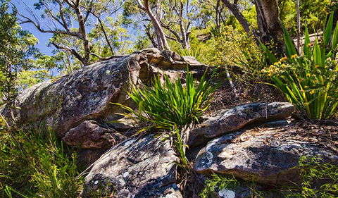Canoelands Ridge Walking Track - C Tourism 1