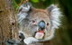 Brisbane Water National Park - thumb 2