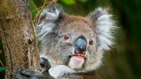 Brisbane Water National Park - C Tourism 2