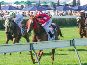 Morphettville Racecourse - C Tourism 2