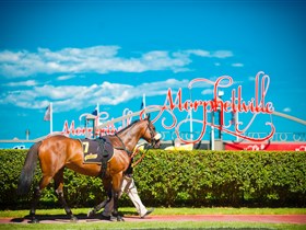 Morphettville Racecourse - C Tourism 3