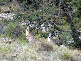 Saunders Gorge Sanctuary - C Tourism 2