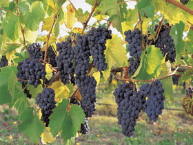 Hills Short Wine And Food Trail - C Tourism 0