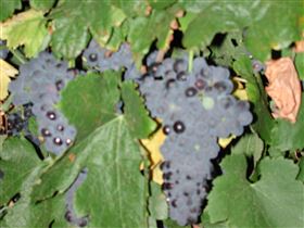 Grancari - C Tourism 2