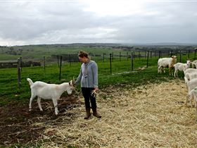 Kangarilla Creamery - C Tourism 2