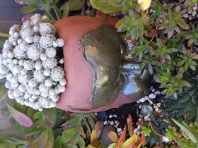 Cactus Creations - C Tourism 2