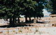 Saint Ann's Anglican Cemetery - thumb 0