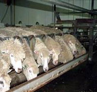 Island Pure Sheep Dairy And Cheese Factory - C Tourism