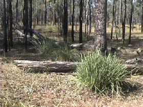 Chudleigh Park Gem Fields - C Tourism 2
