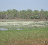 Leaning Tree Lagoon Nature Park - C Tourism