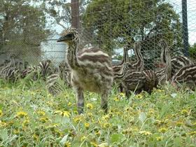 Avenue Emus - C Tourism 1