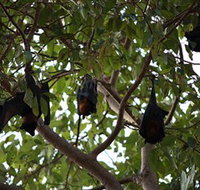 Manngarre Rainforest Walk - C Tourism
