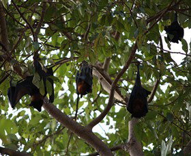 Manngarre Rainforest Walk - C Tourism 0