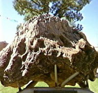Fossilised Tree - C Tourism