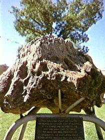 Fossilised Tree - C Tourism 0