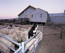 Shear Outback The Australian Shearers Hall Of Fame - C Tourism 1