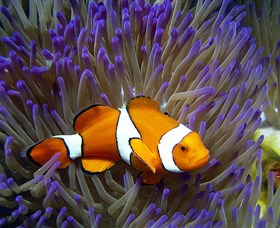 Reef HQ Aquarium - C Tourism 0