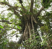 Cathedral Fig Tree - C Tourism