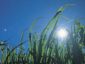 Mourilyan QLD C Tourism