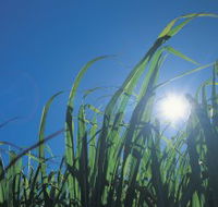 Australian Sugar Industry Museum - C Tourism