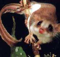 Carrowong Fauna Sanctuary - C Tourism